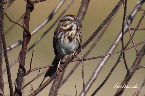 Song Sparrow checking things out while sitting on a small branch