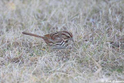 Song Sparrow