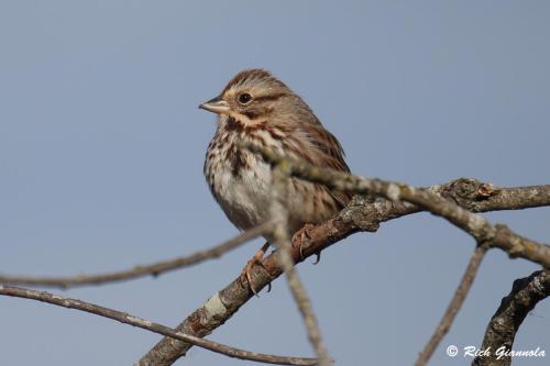 Song Sparrow