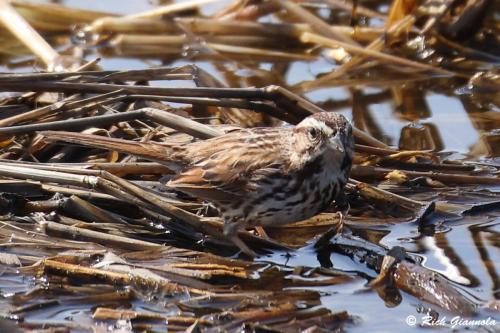 Song Sparrow