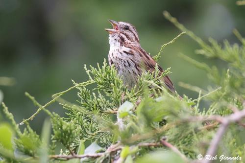 Song Sparrow