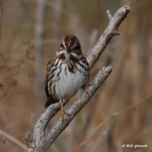 Song Sparrow staring at me