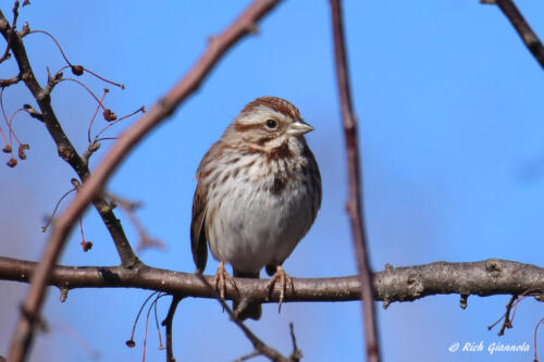 Song Sparrow looking around