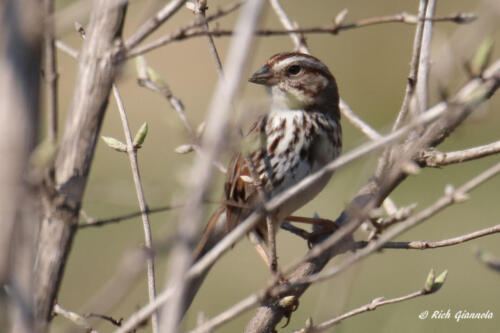 Song Sparrow looking around