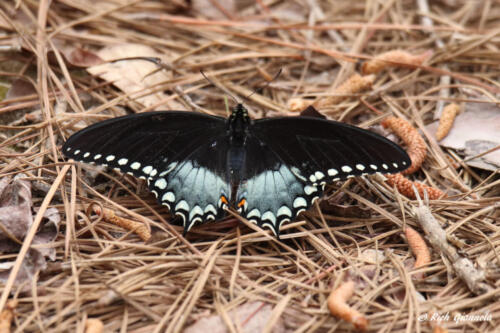 Spicebush Butterfly