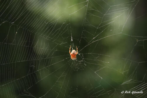 Spider on its web