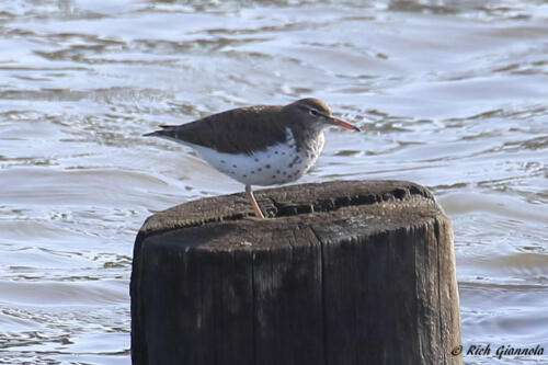 Spotted Sandpiper