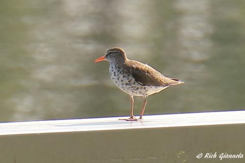 Spotted Sandpiper