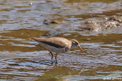 Spotted Sandpiper