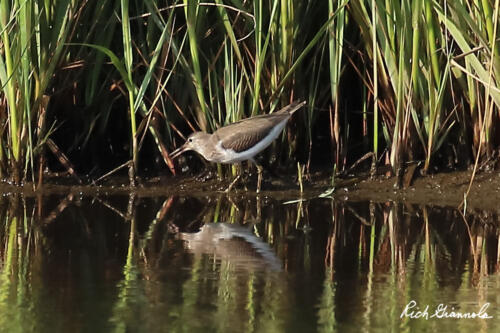 Spotted a Spotted Sandpiper