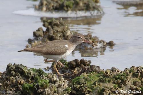 Spotted Sandpiper