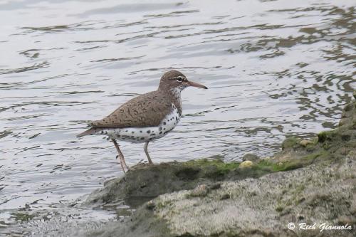 Spotted Sandpiper