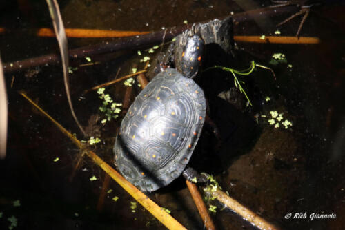 A Spotted Turtle sunning itself