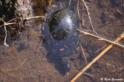 Spotted Turtle