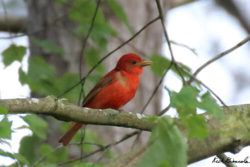 Summer Tanager in our backyard