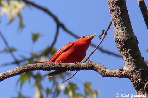 Summer Tanager