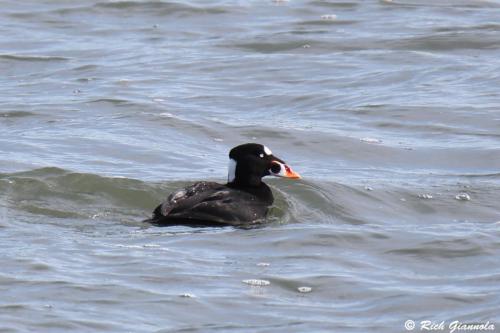 Surf Scoter