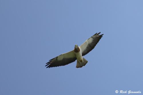 Swainson's Hawk