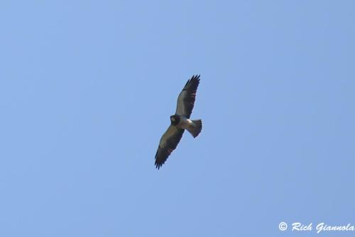 Swainson's Hawk