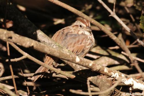 Swamp Sparrow