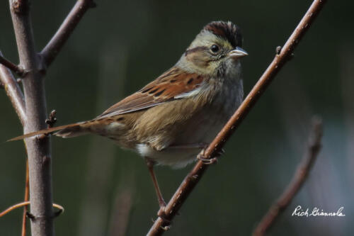 Swamp Sparrow grabbing onto a small branch