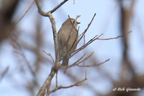 Townsend's Solitaire in Cape Henlopen State Park