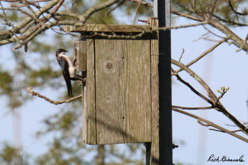 Tree Swallow investigating a nesting box