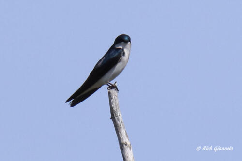 A Tree Swallow perching high