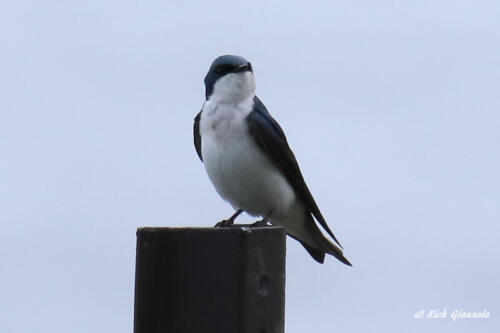 A Tree Swallow resting on a post