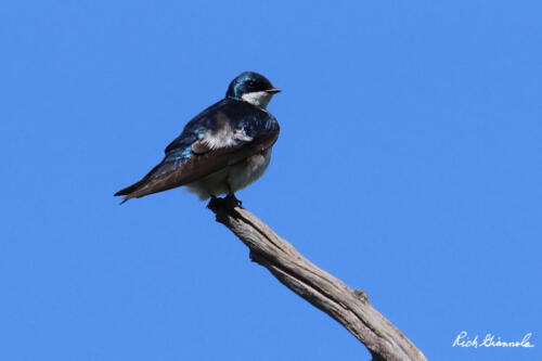 Tree Swallow on the tip of a branch