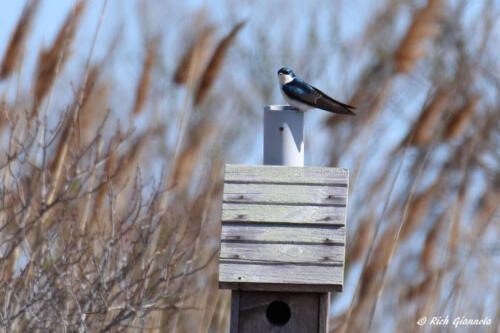 Tree Swallow