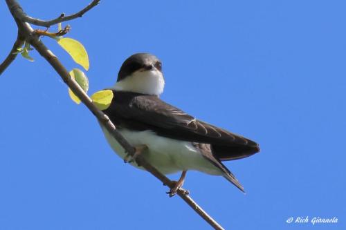 Tree Swallow