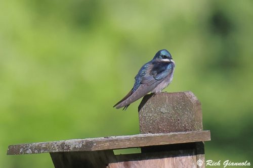 Tree Swallow