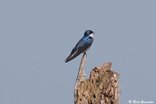 Tree Swallow