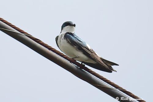 Tree Swallow