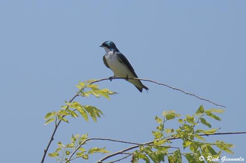 Tree Swallow