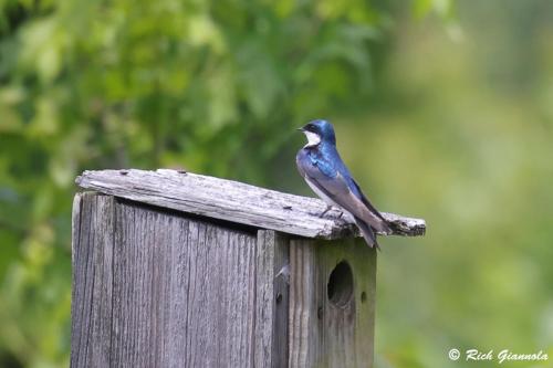 Tree Swallow