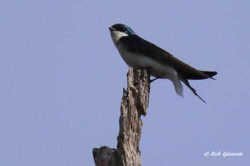 A Tree Swallow with a bird's-eye view