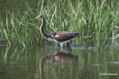 This Tri-Colored Heron just landed