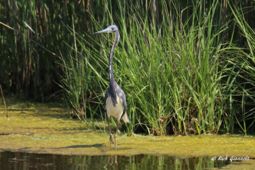A stalking Tricolored Heron coming out of the reeds