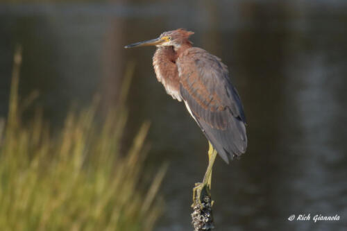 Tricolored Heron on a post