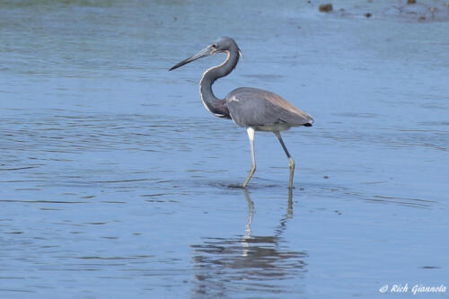 Tricolored Heron