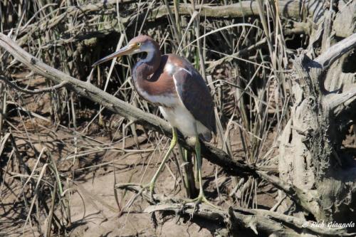 Tricolored Heron