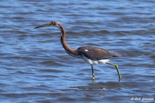 Tricolored Heron