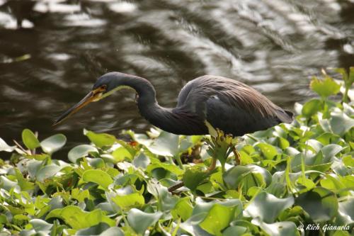 Tricolored Heron