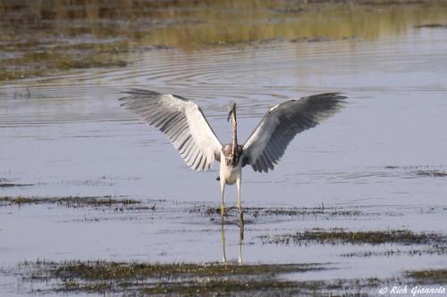 Tricolored Heron