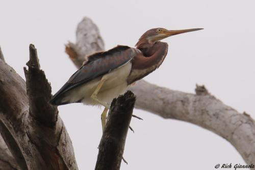 Tricolored Heron