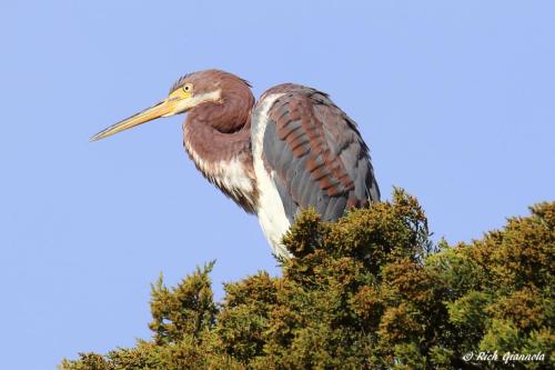 Tricolored Heron