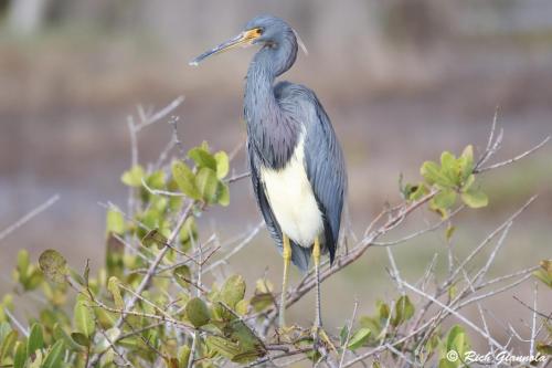 Tricolored Heron