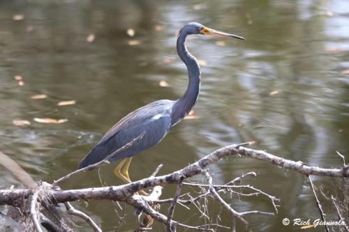 Tricolored Heron
